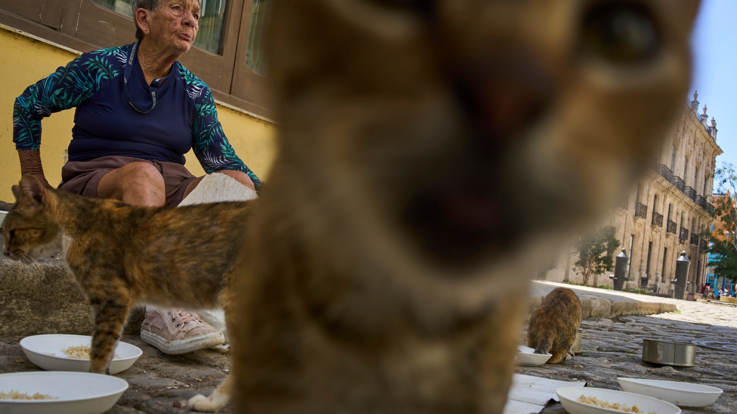 Nelida Perez Gonzalez feeds stray cats in Havana, Thursday, July 24, 2025. (AP Photo/Ramon Espinosa)