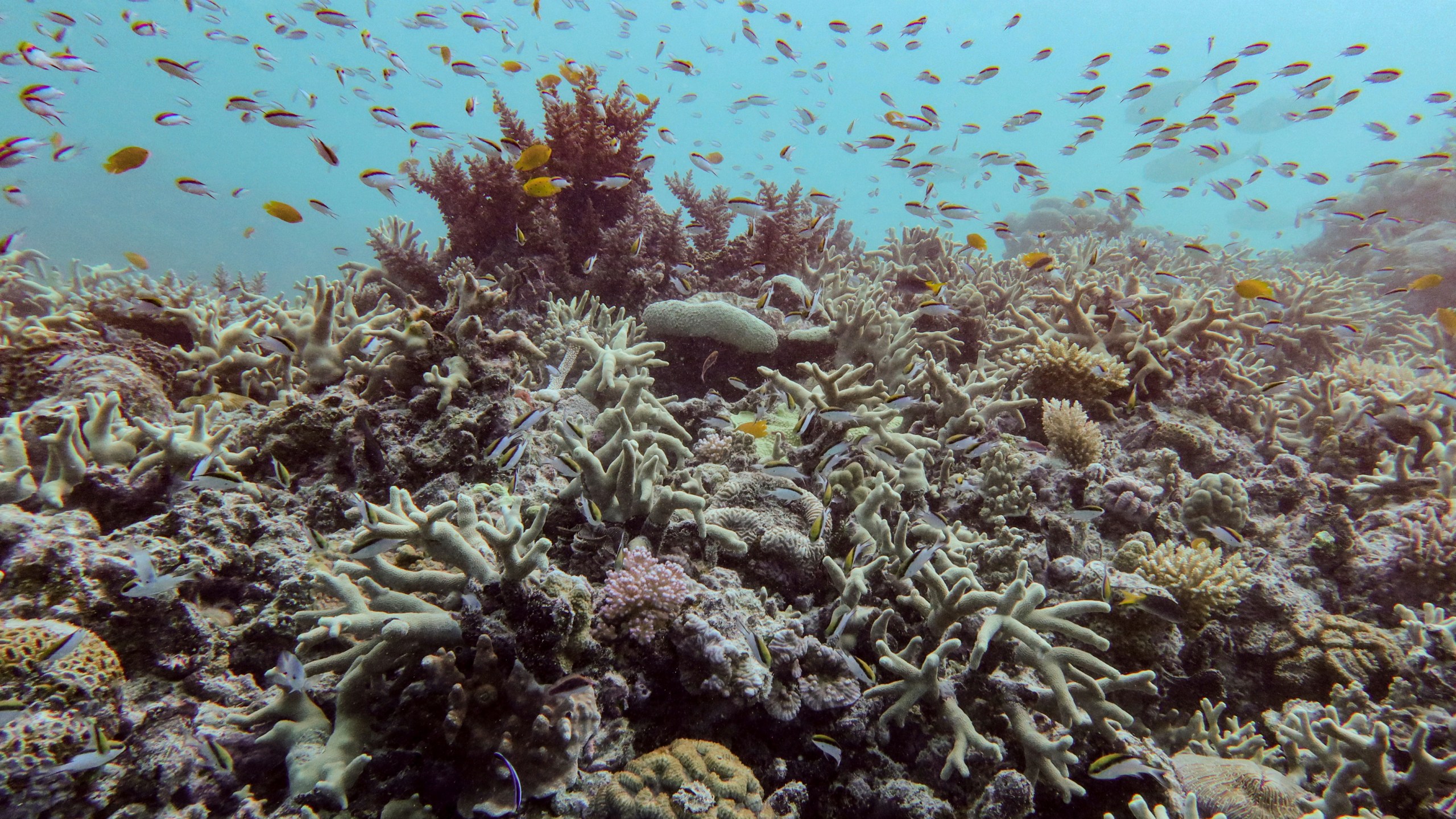 A diverse coral assemblage is seen despite impacts from the 2024 bleaching event at Pompey Reef at the northern Great Barrier Reef in far North Queensland, Australia, on Jan. 1, 2025. (Australian Institute of Marine Science via AP)
