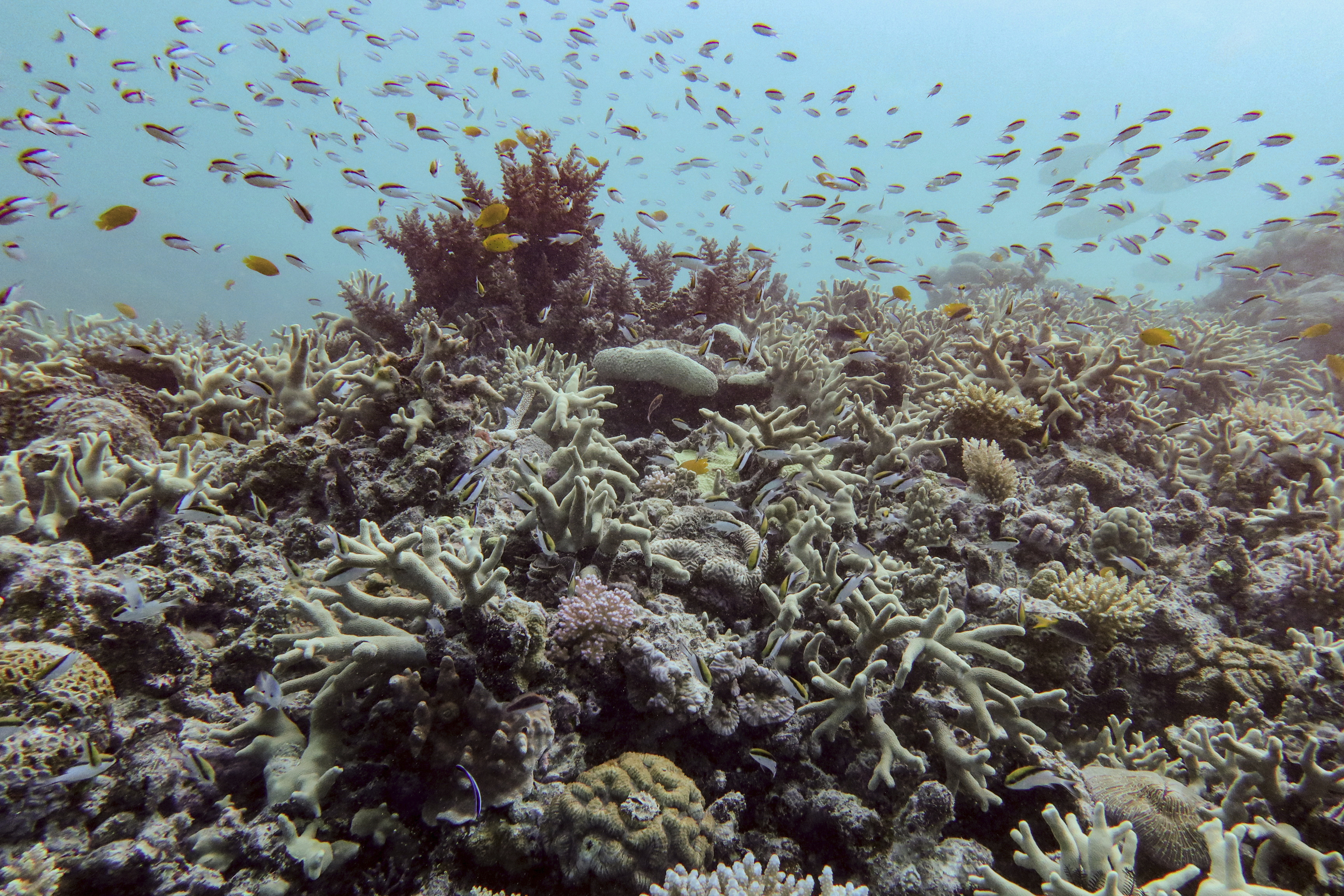 A diverse coral assemblage is seen despite impacts from the 2024 bleaching event at Pompey Reef at the northern Great Barrier Reef in far North Queensland, Australia, on Jan. 1, 2025. (Australian Institute of Marine Science via AP)