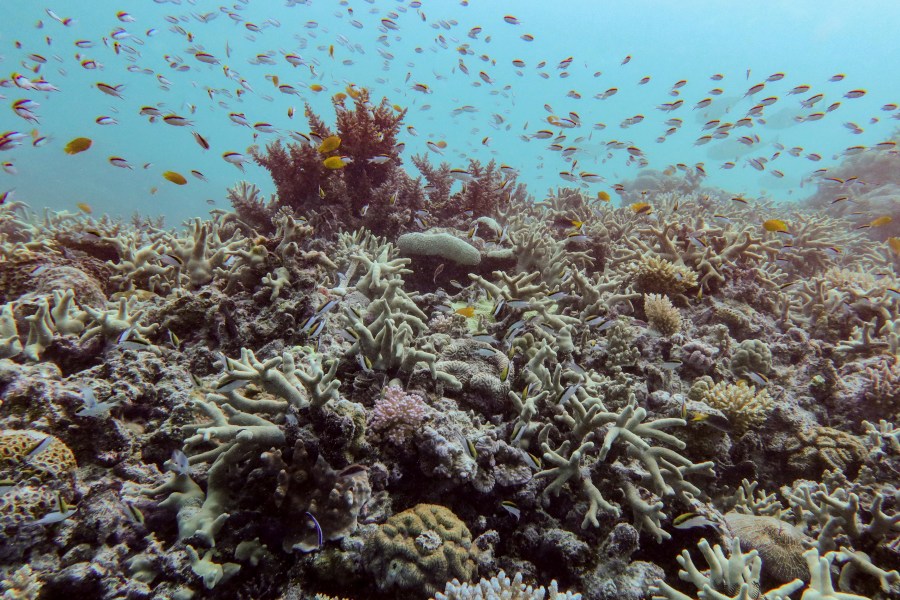 A diverse coral assemblage is seen despite impacts from the 2024 bleaching event at Pompey Reef at the northern Great Barrier Reef in far North Queensland, Australia, on Jan. 1, 2025. (Australian Institute of Marine Science via AP)