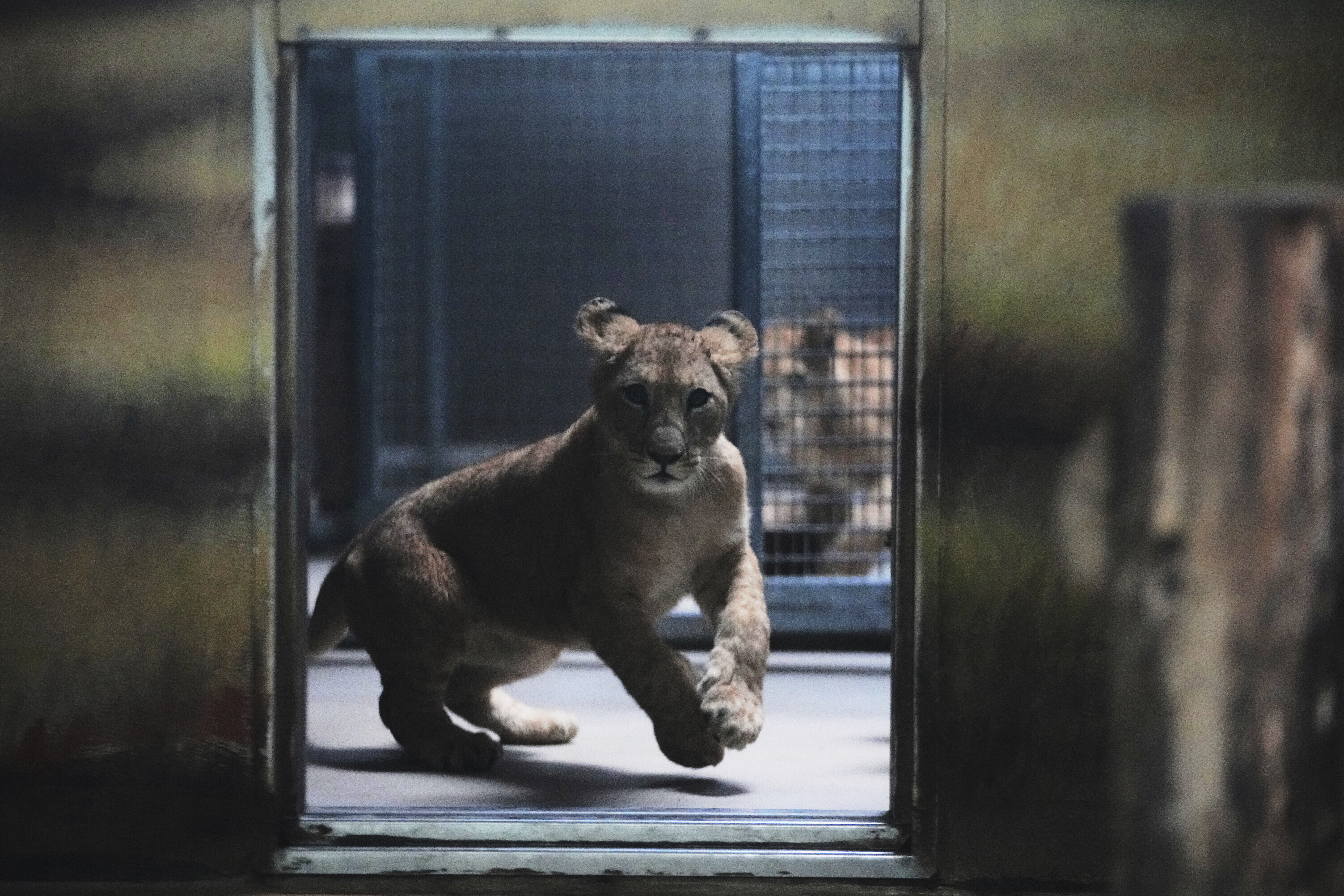 One of four Barbary lion cubs, that were born recently at the Safari Park Dvur Kralove, runs in its enclosure, Czech Republic, Wednesday, Aug. 6, 2025. (AP Photo/Petr David Josek)