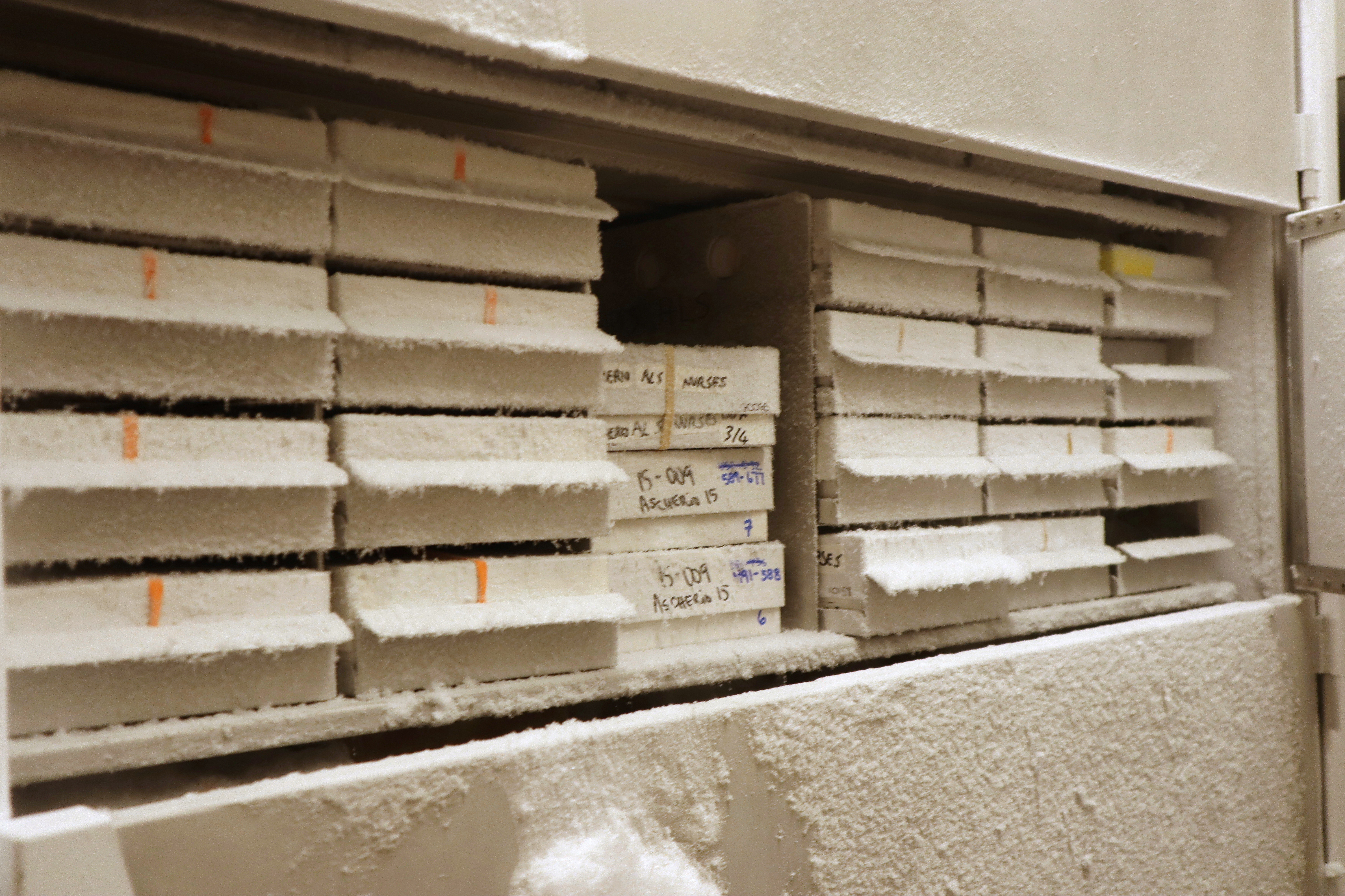 Blood samples used by Harvard University professor Alberto Ascherio to study the cause of neurodegenerative diseases are stored in a freezer at the university's T.H. Chan School of Public Health on Tuesday, Aug. 5, 2025 in Boston. (AP Photo/Leah Willingham)