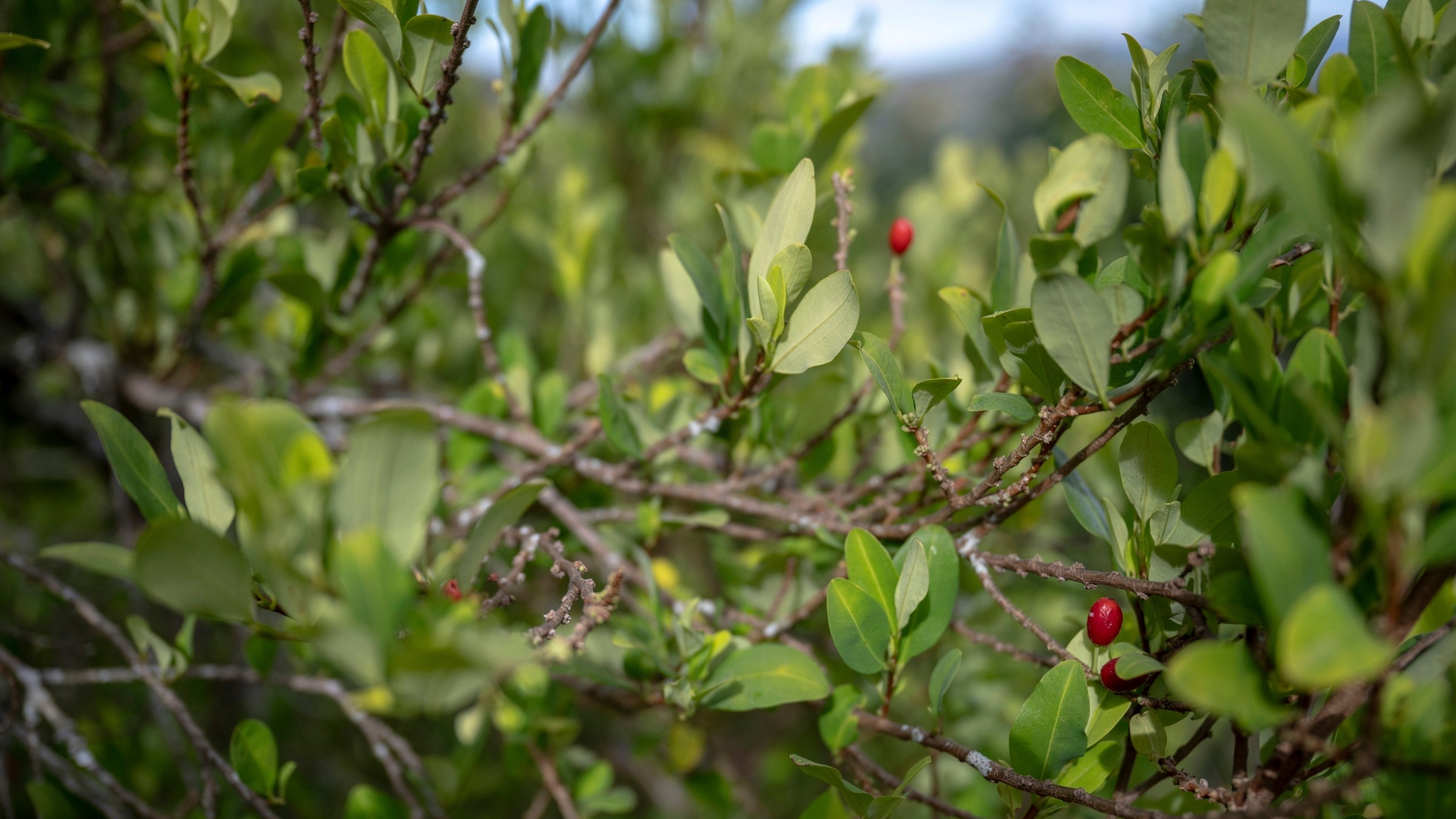 A few coca trees, used by Indigenous communities for ritual purposes, grow near a school on July 18, 2025, in Manuelico village, Caldono, Colombia. (AP Photo/Nadège Mazars)
