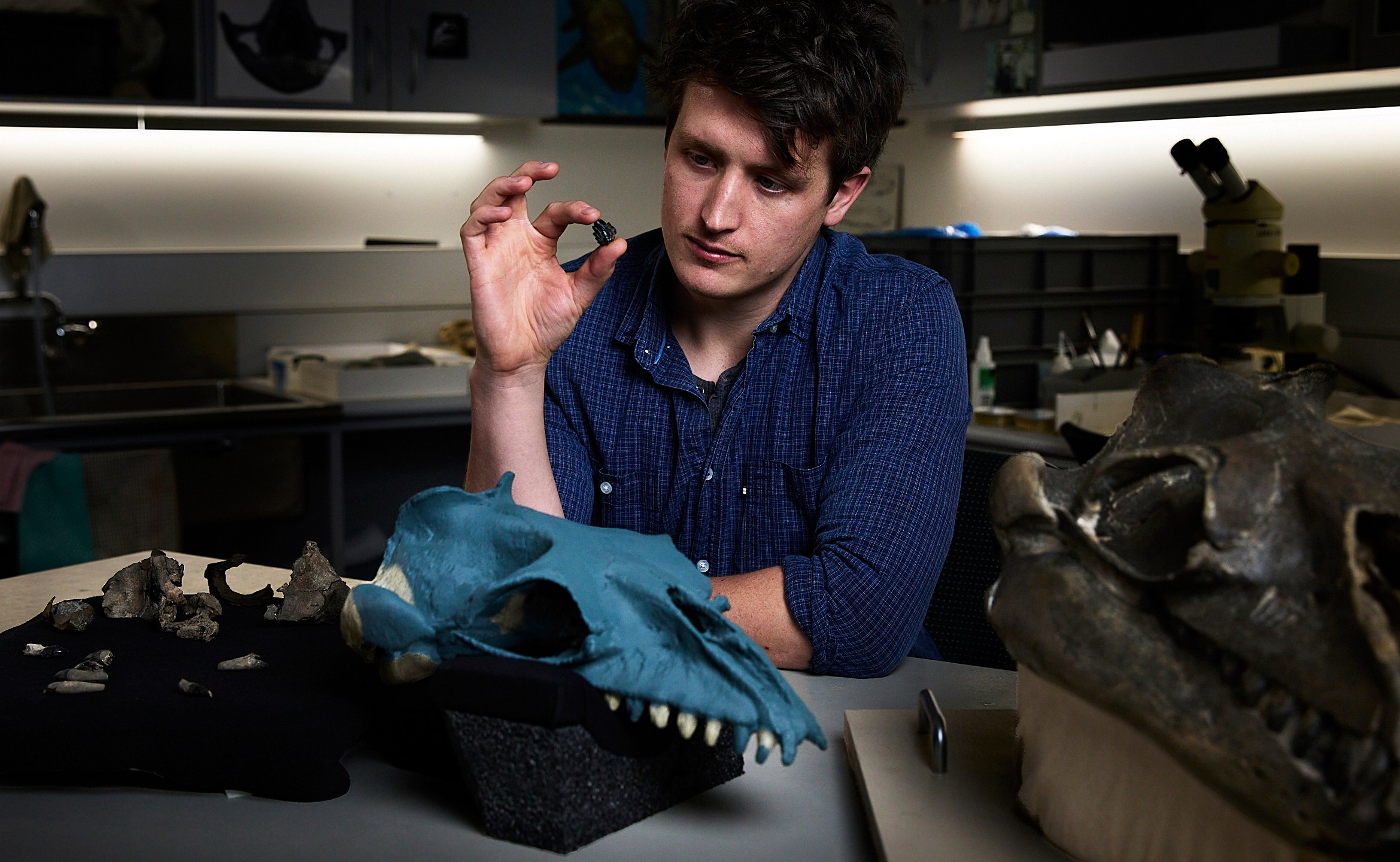 In this photo provided by Museums Victoria Ruairidh Duncan examines a tooth and partial fossil skull, at left, in the palaeontology lab at Melbourne Museum in Melbourne, Australia, Aug. 5, 2025. (Tom Breakwell/Museums Victoria via AP)