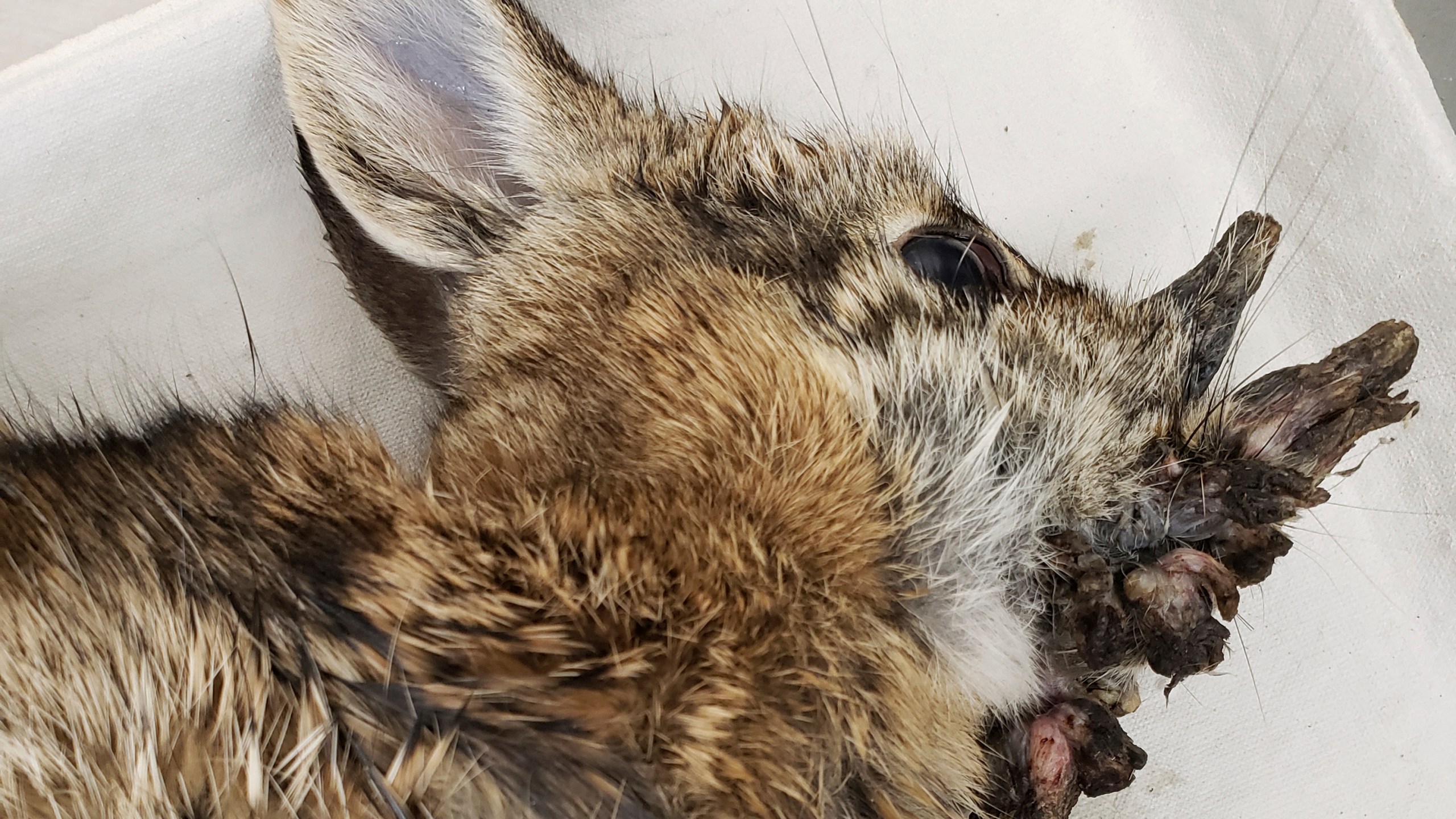 This photo provided by the Iowa Department of Natural Resources shows a deceased Eastern cottontail rabbit infected with Shope papillomavirus in October 2021. (Dr. Rachel Ruden/Iowa Department of Natural Resources via AP)