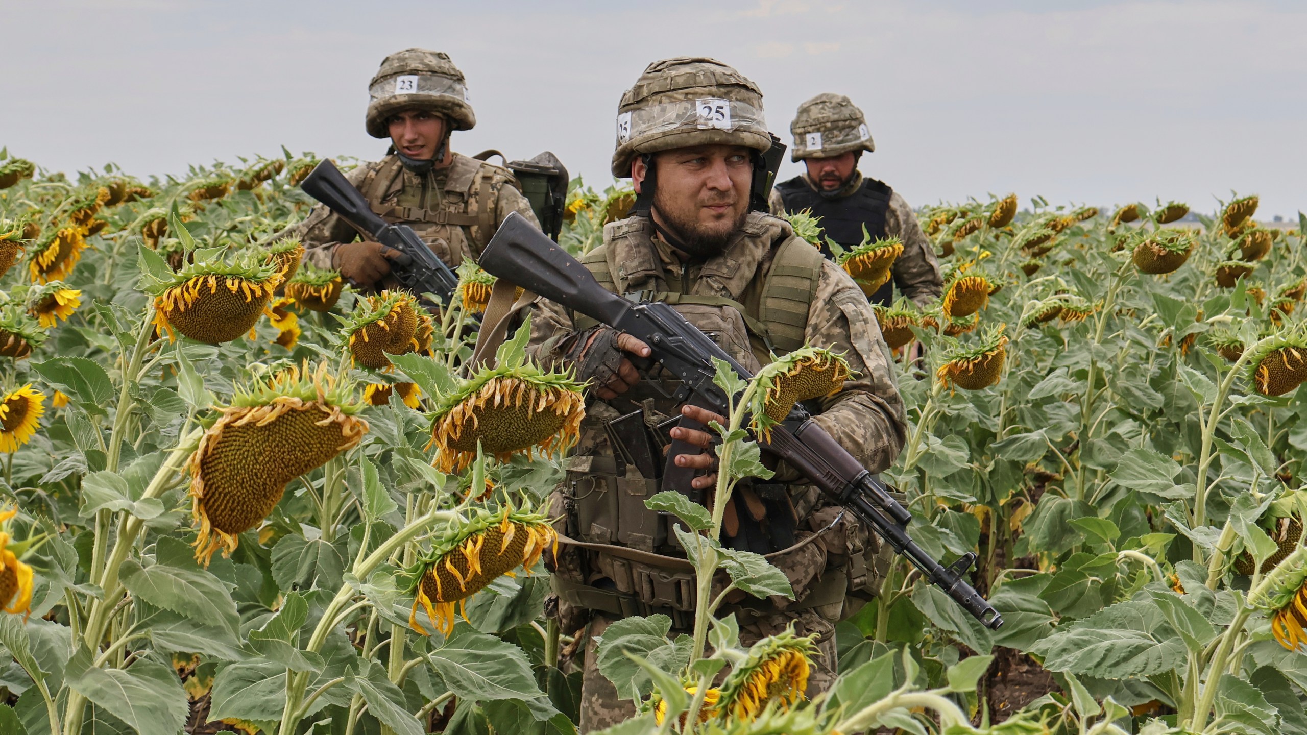 In this photo provided by Ukraine's 65th Mechanized Brigade press service, recruits practice military skills on a training ground on a sunflower field in the Zaporizhzhia region, Ukraine, Monday, Aug. 11, 2025, (Andriy Andriyenko/Ukraine's 65th Mechanized Brigade via AP)