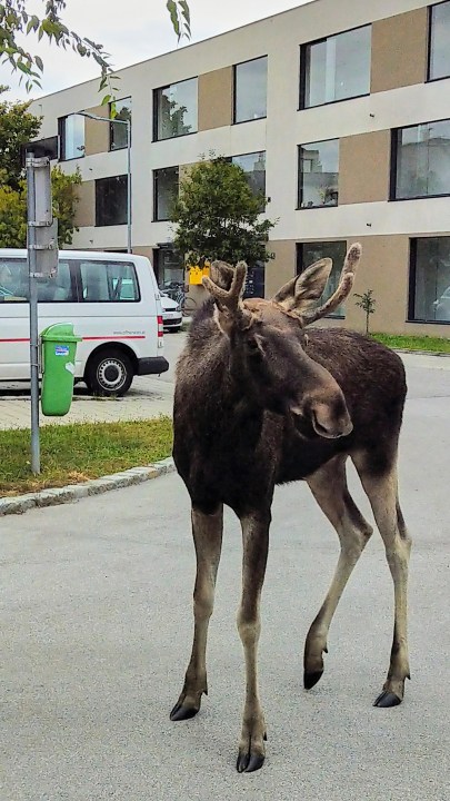 The Moose 'Emil' walks through the city of Korneuburg, north of Vienna, Austria, Saturday, Aug. 28, 2025. (Armand Colard/CLEANVEST via AP)