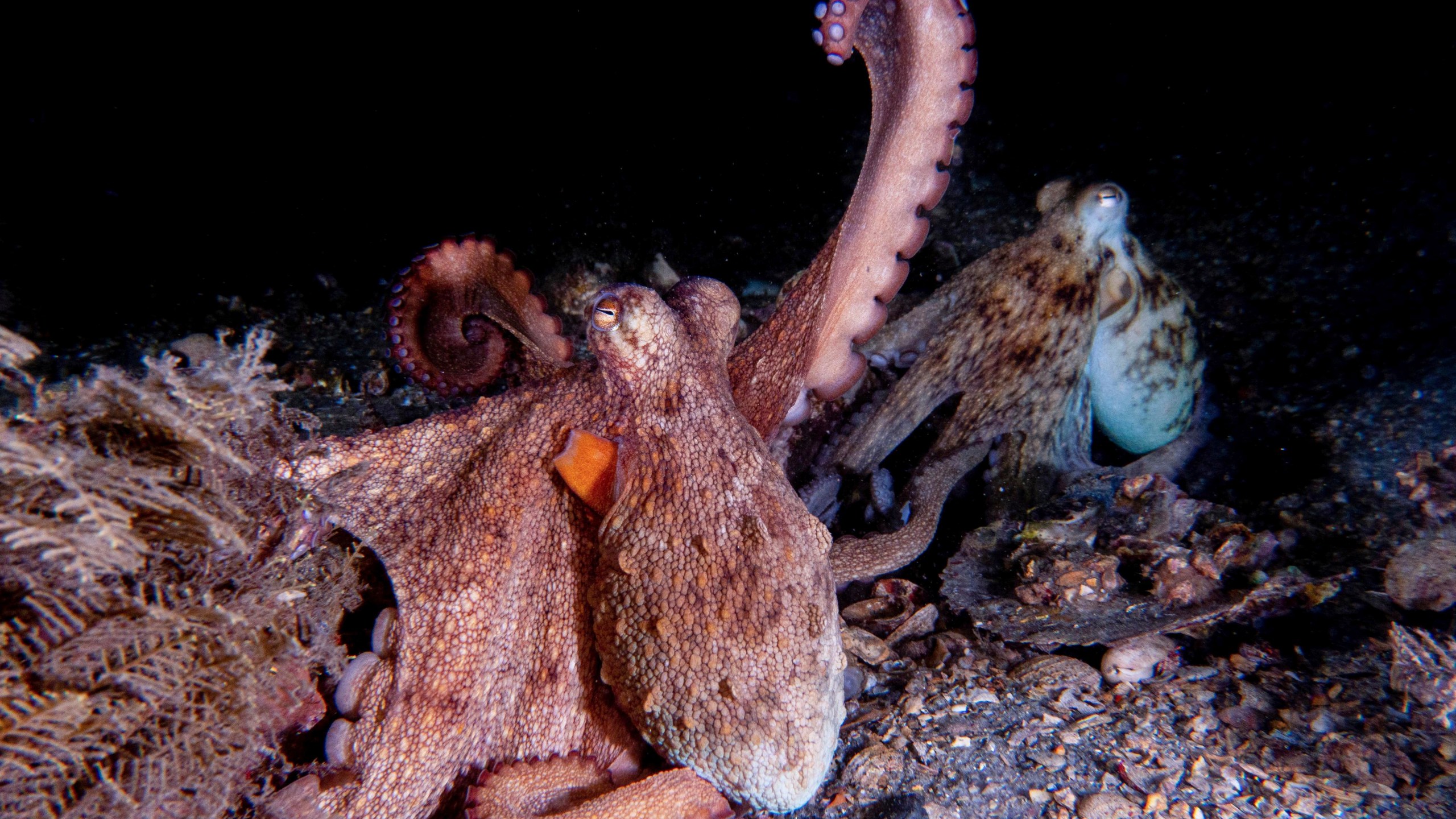 This photo provided by researchers in September 2024 shows a mating pair of wild Octopus americanus, one displaying the arm action "raise." (Chelsea Bennice via AP)