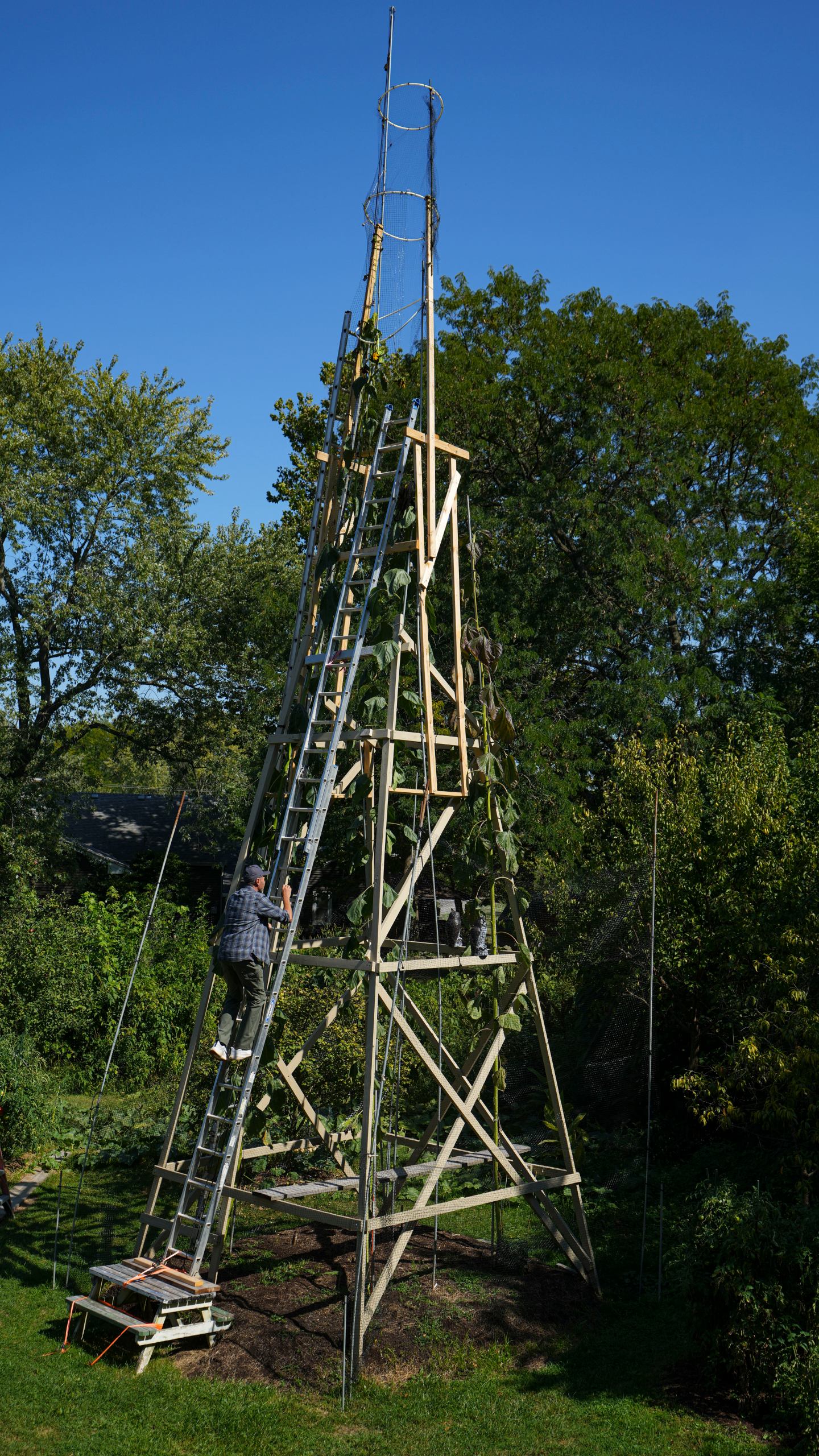 Alex Babich, climbs on the structure that surrounds his nearly 36-feet high sunflower that holds the world record for the tallest flower at his home in Fort Wayne, Ind., Thursday, Sept. 11, 2025. (AP Photo/Michael Conroy)