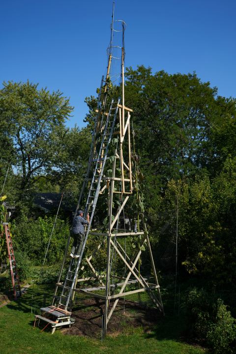 Alex Babich, climbs on the structure that surrounds his nearly 36-feet high sunflower that holds the world record for the tallest flower at his home in Fort Wayne, Ind., Thursday, Sept. 11, 2025. (AP Photo/Michael Conroy)