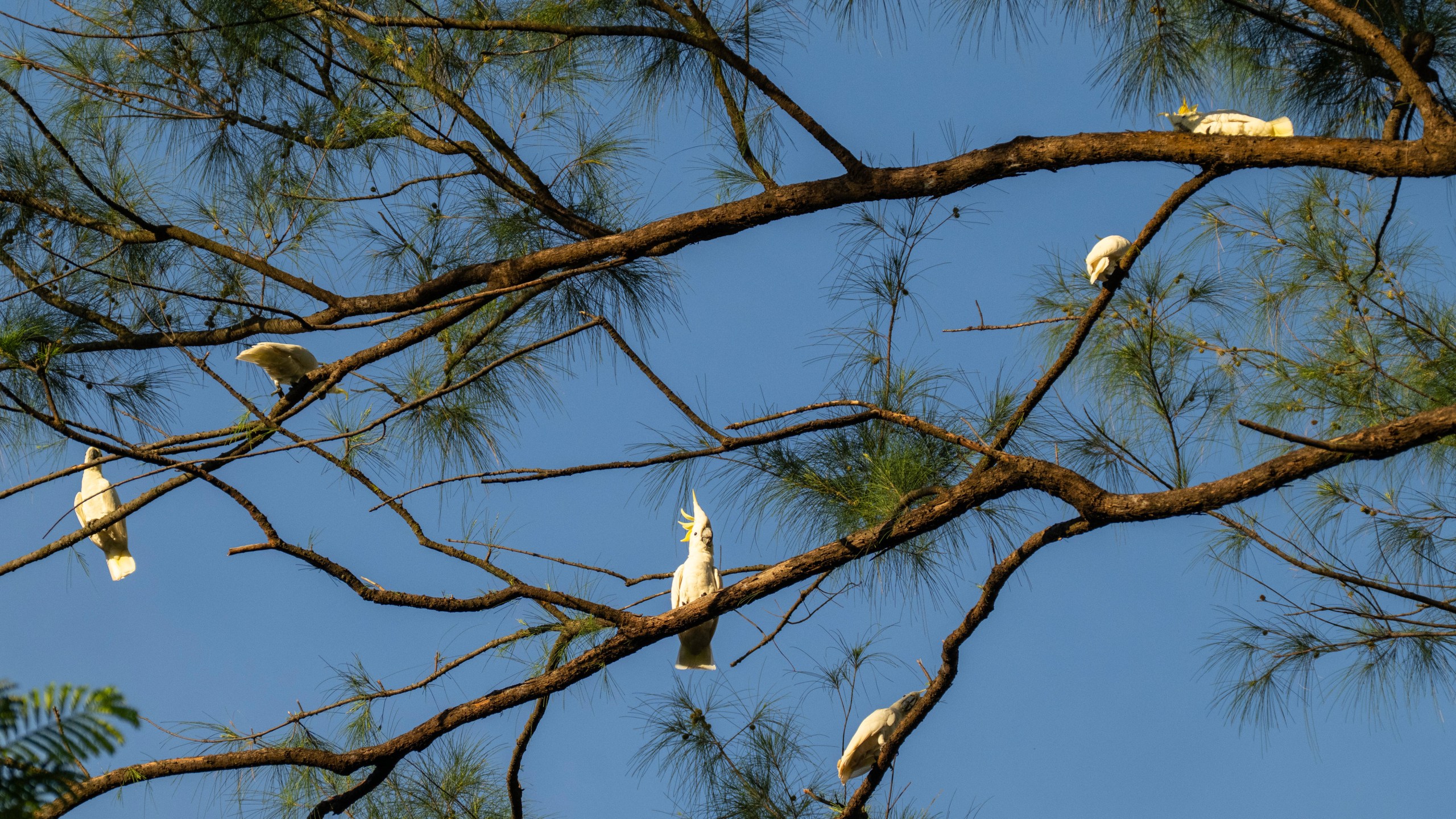 A group of wild yellow-crested cockatoos perch on a tree in Victoria Park in Hong Kong, on Aug. 22, 2025. (AP Photo/Chan Long Hei)