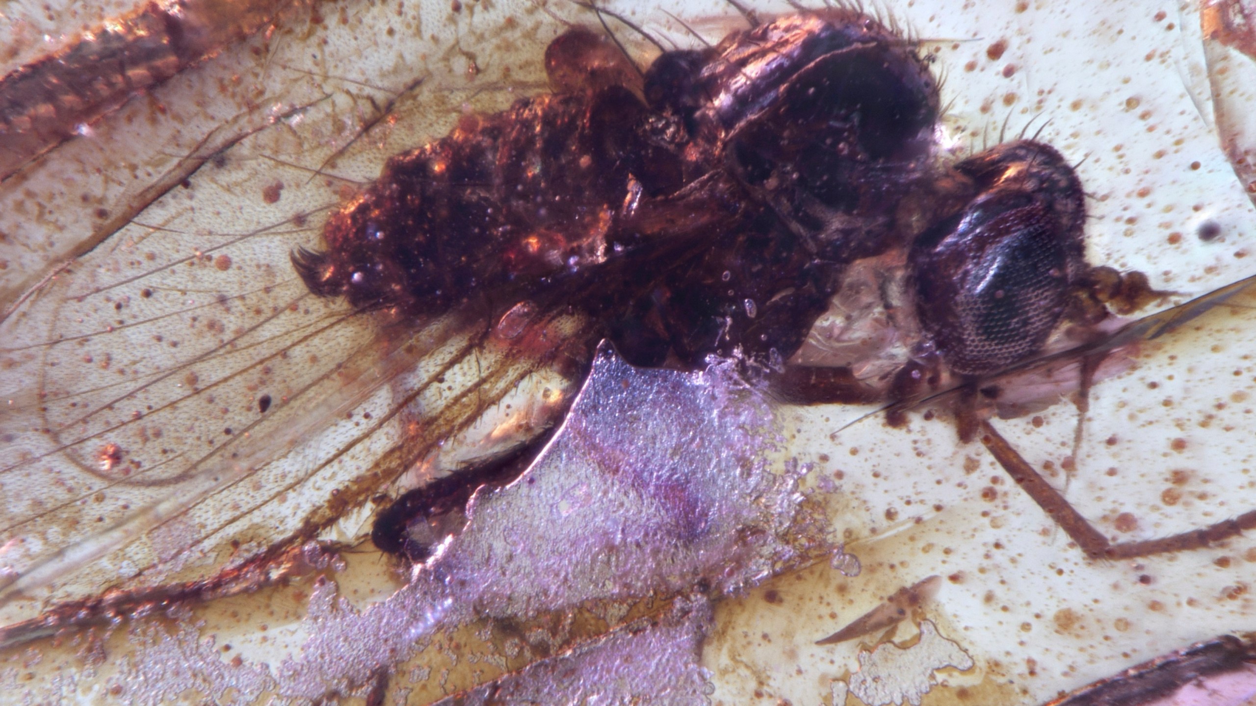 This photo provided by researchers in September 2025 shows a Diptera Brachycera fly of the family Dolichopodidae (long-legged flies) trapped in a Cretaceous-era amber sample discovered in Ecuador. (Mónica Solórzano-Kraemer via AP)