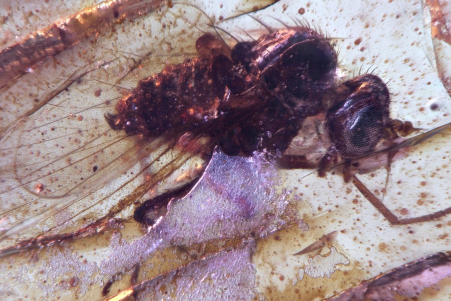 This photo provided by researchers in September 2025 shows a Diptera Brachycera fly of the family Dolichopodidae (long-legged flies) trapped in a Cretaceous-era amber sample discovered in Ecuador. (Mónica Solórzano-Kraemer via AP)