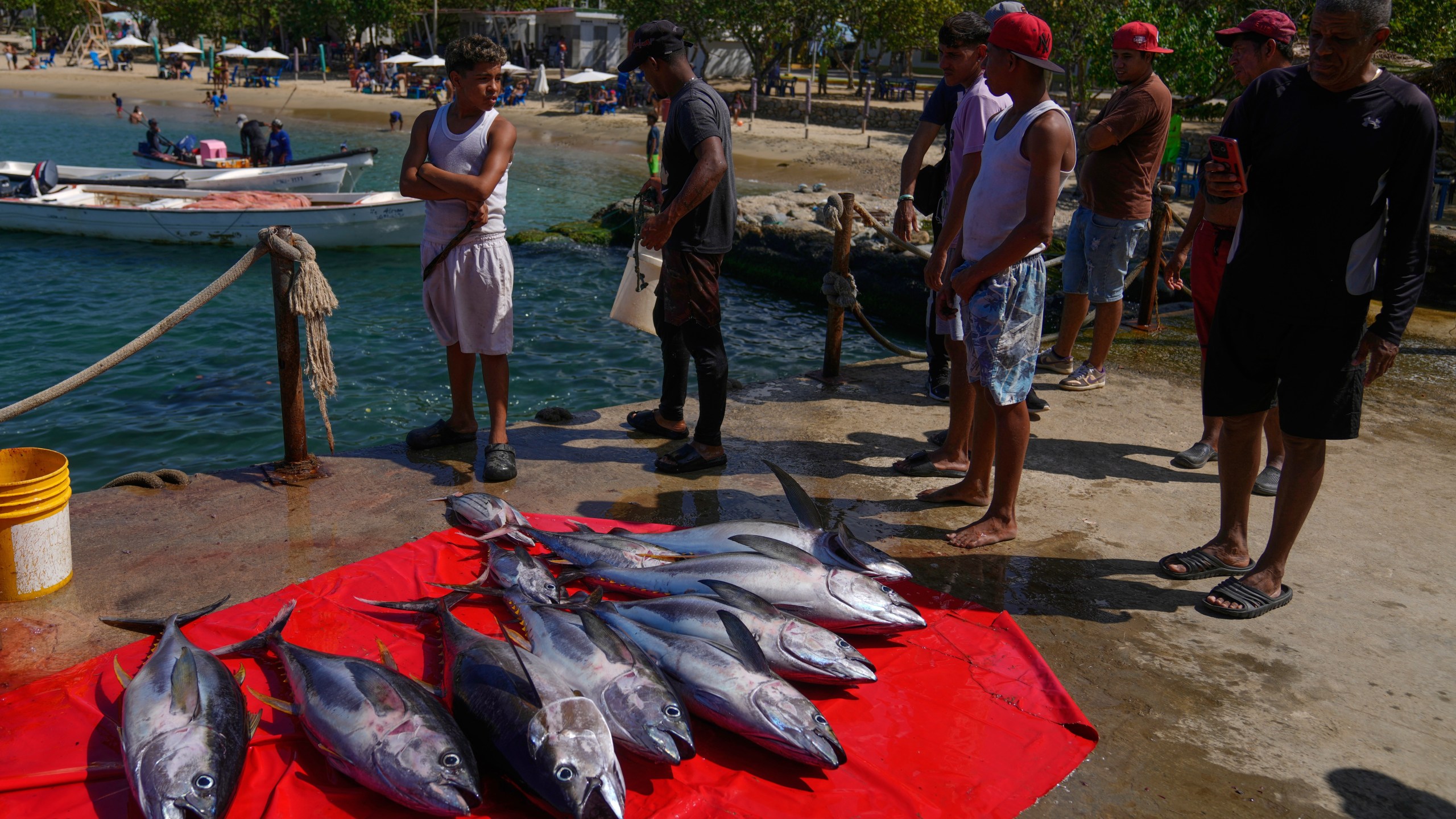 Fresh tuna is for sale on Macuto beach in Venezuela, Wednesday, Dec. 17, 2025. (AP Photo/Ariana Cubillos)
